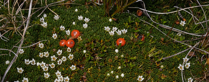 Alpine-Cushion