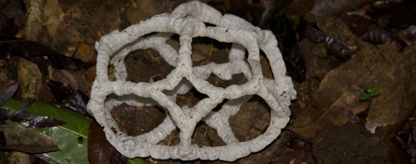 Basket-Fungus