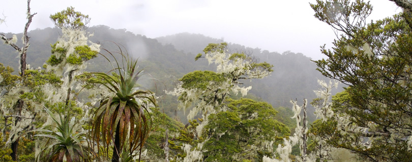 Cloud-Forest