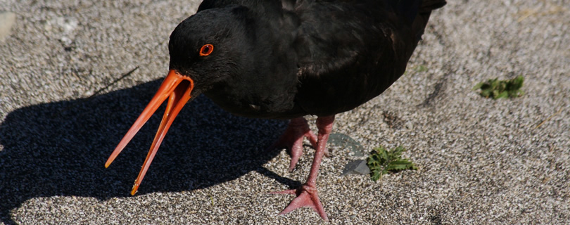 Variable-Oystercatcher