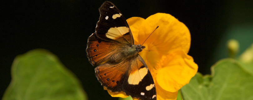 Yellow-Admiral